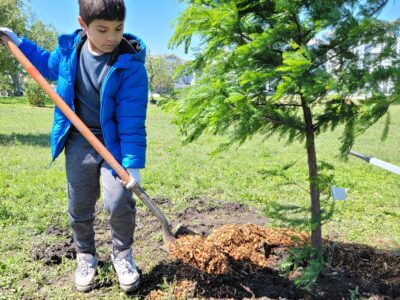 Young boy shovels mulch on newly planted tree.
